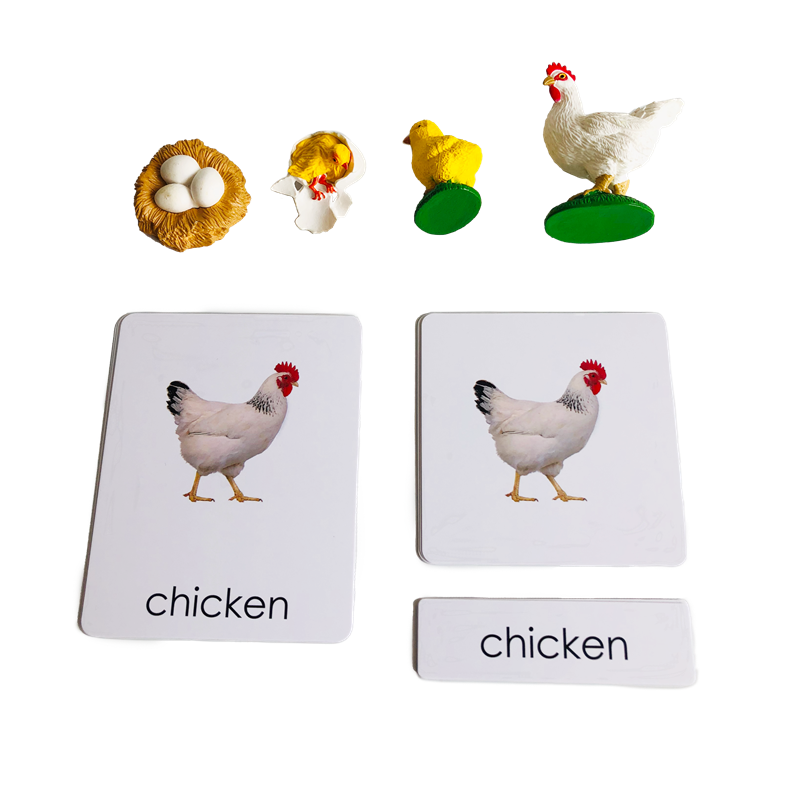 Kids Toys Cycle - Yaşam Döngüsü Hayvanlar Kartlar ve Modelleri