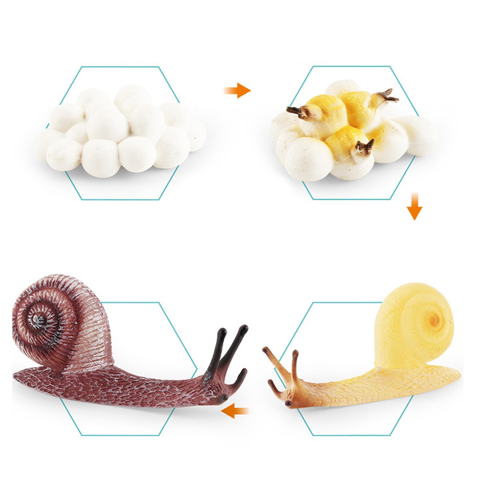 Erken Eğitim Yaşam Döngüsü Tep - Kids Toys Cycle incelemesi ve fiyatı