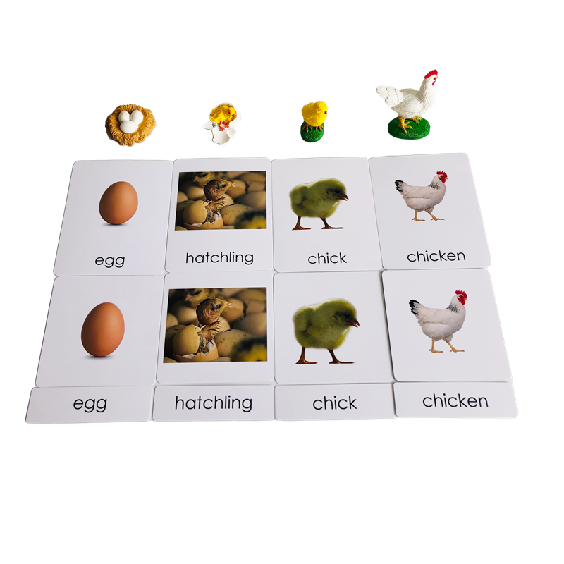 Yaşam Döngüsü Hayvanlar Kartla - Kids Toys Cycle incelemesi ve fiyatı