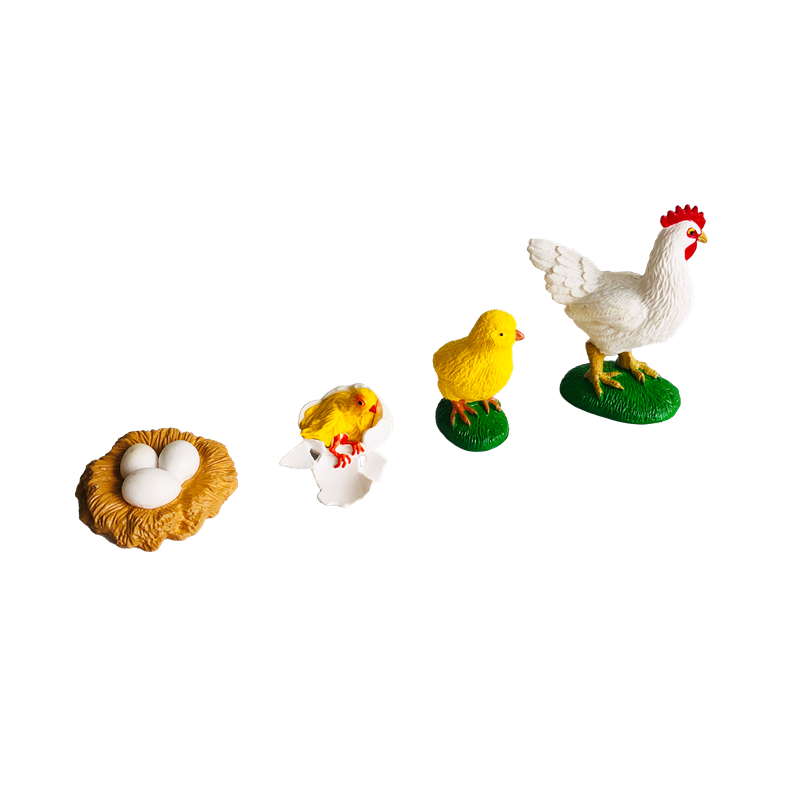 Yaşam Döngüsü Hayvanlar Kartla - Kids Toys Cycle incelemesi ve fiyatı
